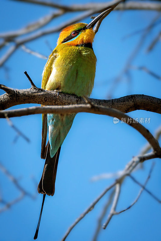 彩虹食蜂鸟(Merops ornatus)